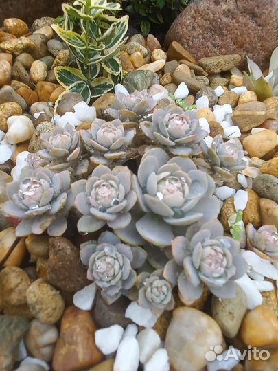 Горноколосник