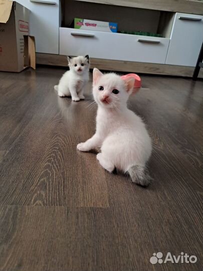 Белые пушистые котята