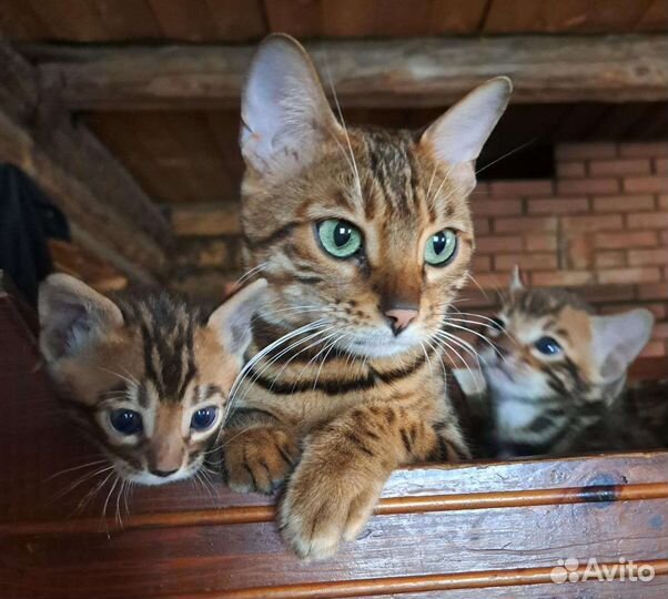 Маленькие котики