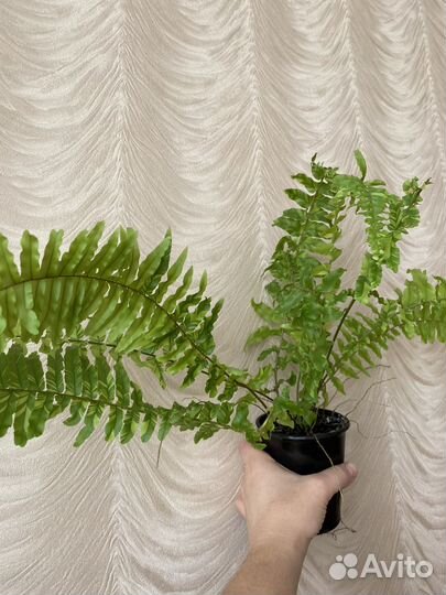 Папоротник вариегатный тигр