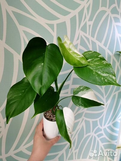 Монстера вариегатная Альба