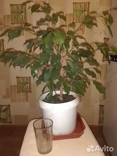 Фикус бенджамина