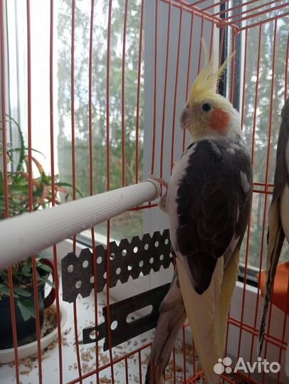 Попугай корелла мальчик