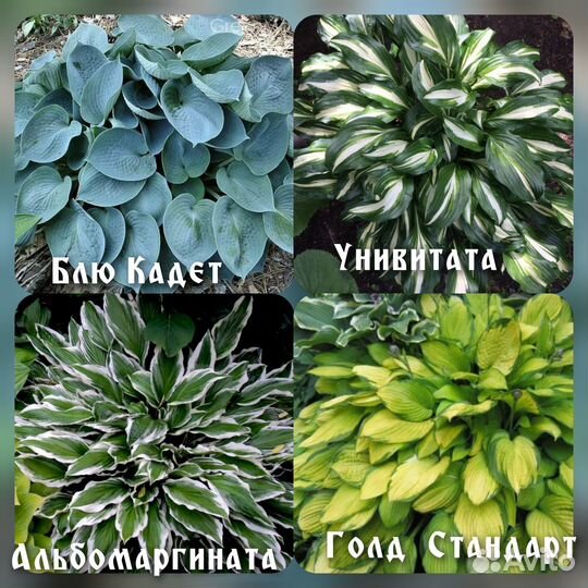 Хосты, гейхеры, папоротник,морозник,молочай