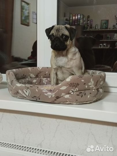 Мопс девочка