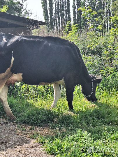 Корова молочная дойная