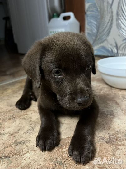 Продам щенка Лабрадора