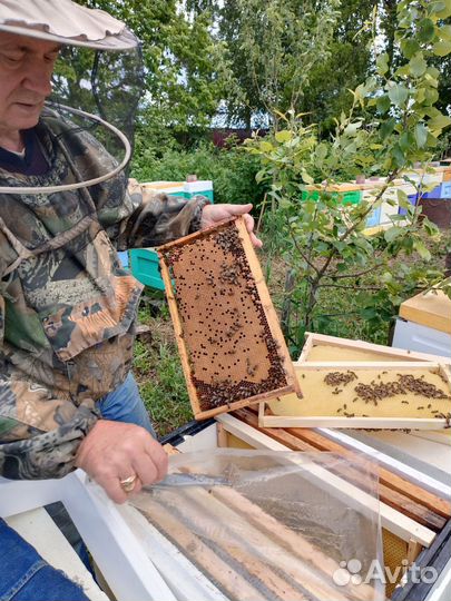 Пчелопакеты Бакфаст