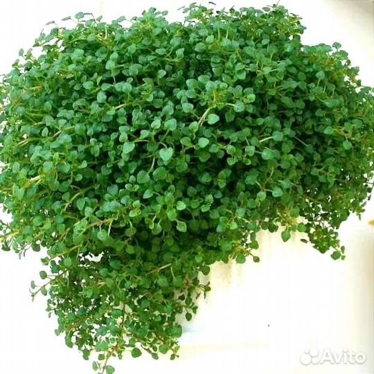 Микромята миниминт