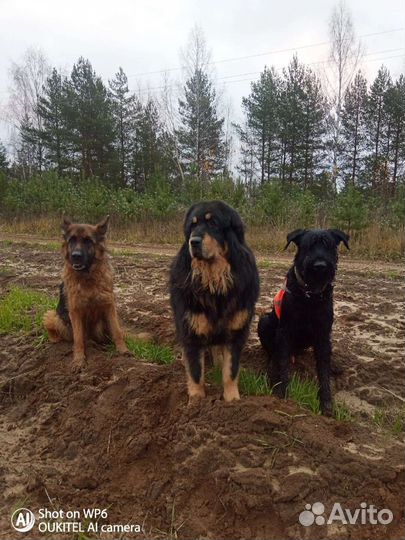 Передержка собак