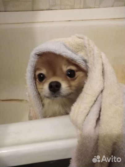 Мойка собак