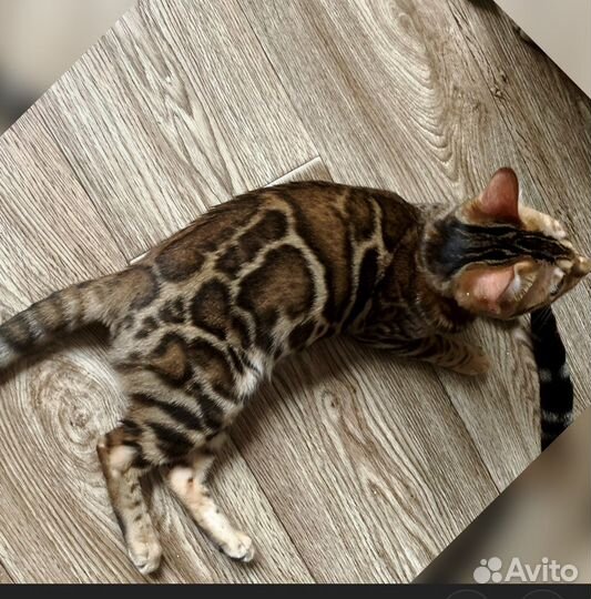 Бенгальские котята