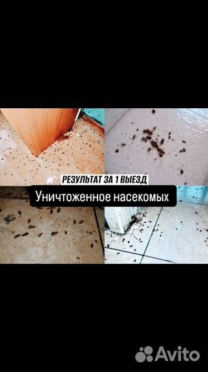 Уничтожение тараканов, клопов, Уничтожение плесени