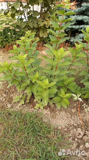 Гортензия метельчатая