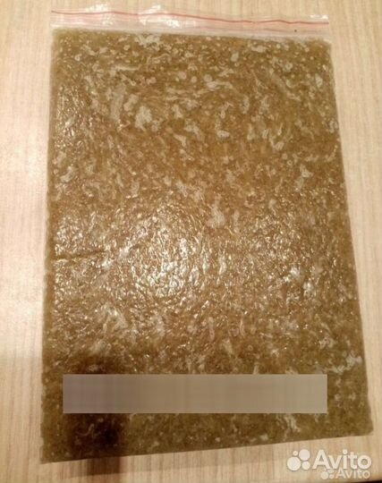 Коретра живая и замороженная