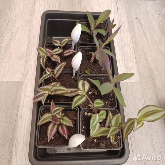 Комнатные растения