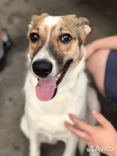 Собака в добрые руки