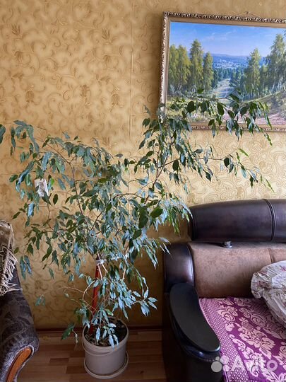 Бенджамина