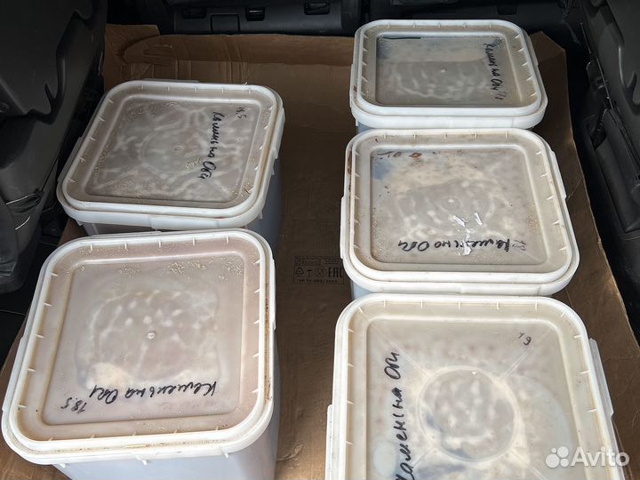 Свежий Мед горное разнотравие