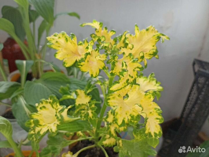 Колеус Wild lime