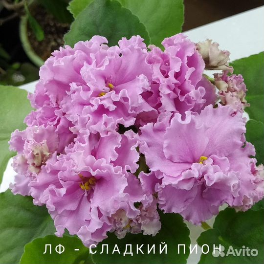 Фиалка