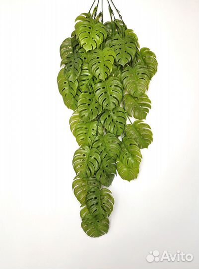 Растения для свежести монстера опт