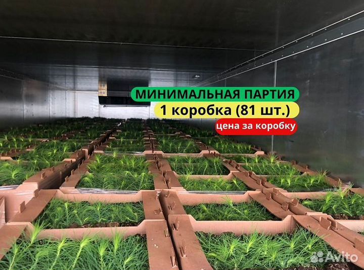 Сеянцы ели зкс от производителя