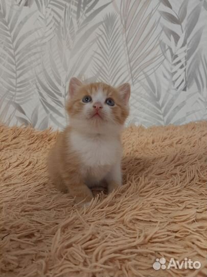 Котенок мальчик рыжий