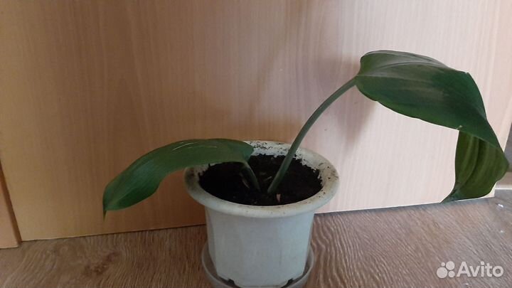 Эухарис амазонская лилия