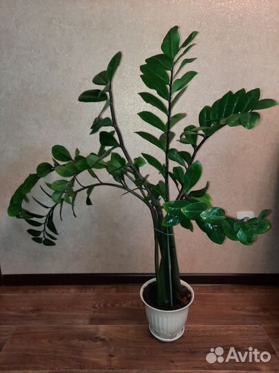 Замиокулькас