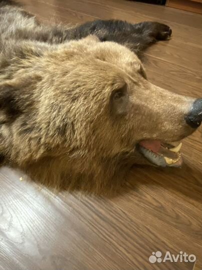 Шкура медведя (имитация)