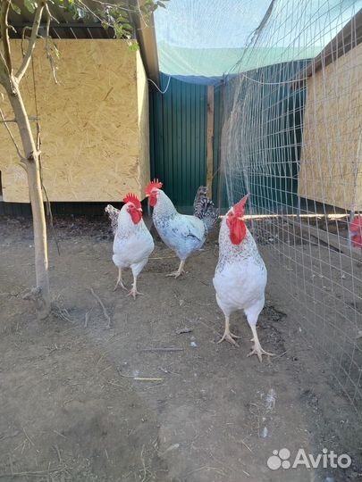 Молодые петухи породы Борковской борвистой