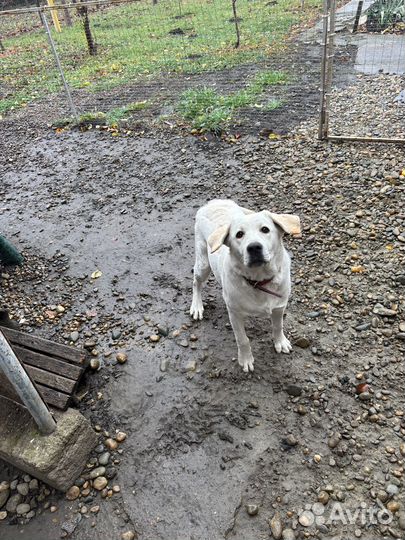 Щенок лабрадора