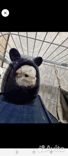 Шиншилла