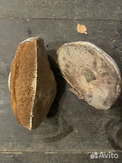 Древесные грибы