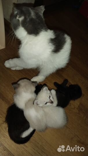 Отдам котят