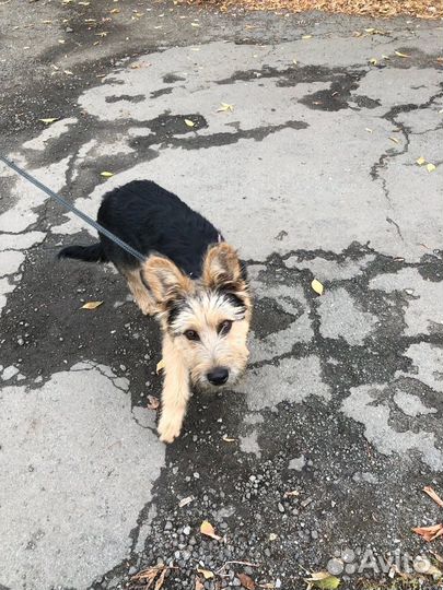 Собака в дар