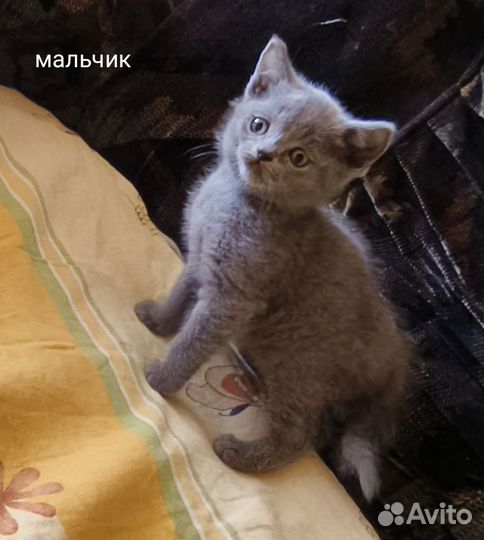 Британские котята