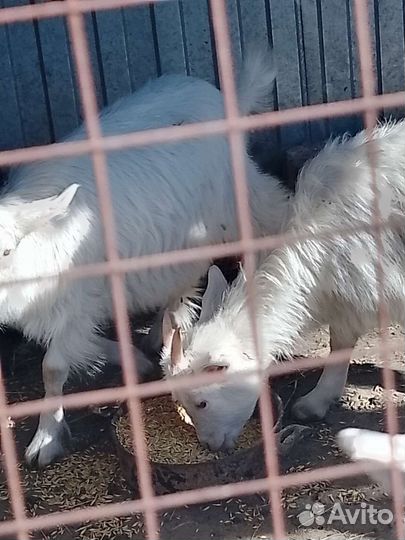 Козочки