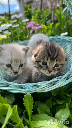 Вислоухие котята в добрые руки