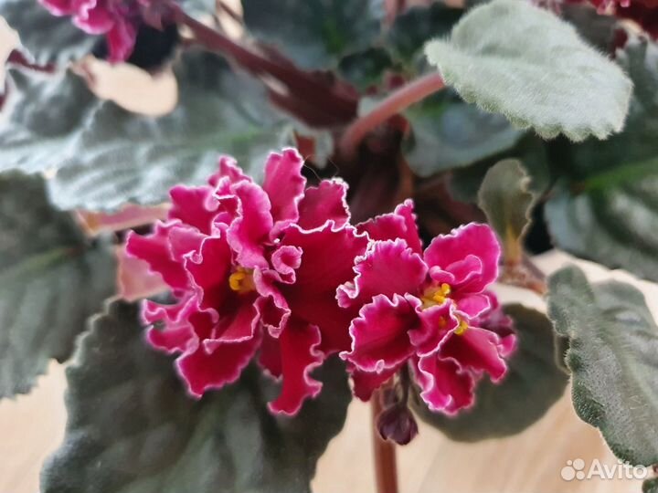 Детки сортовой фиалки