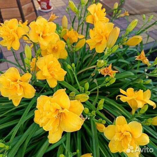 Лилейники сортовые