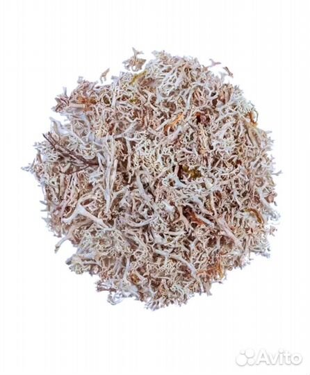 Ягель мох свежий чистый