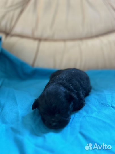 Щеночки шпица