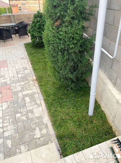 Рулонный газон