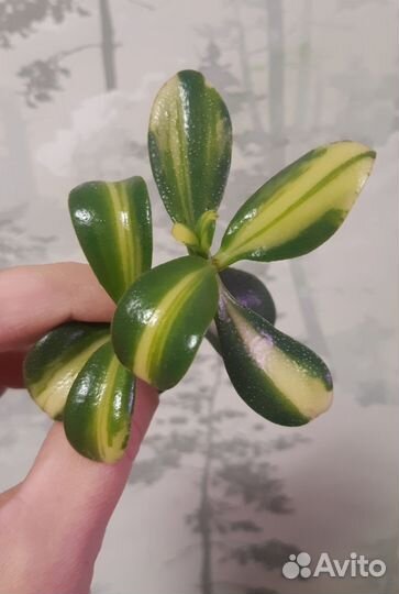 Крассула Pubescens/Return/sedum