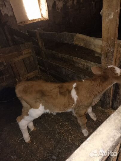 Бычок и телачки