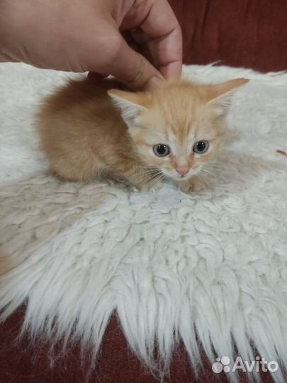 Котята отдам в добрые руки бесплатно