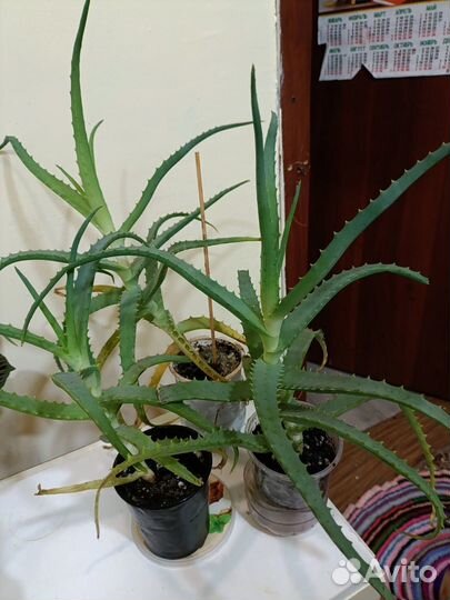 Комнатные цветы