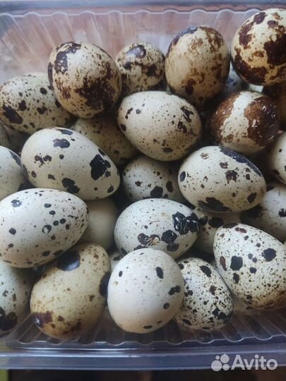 Яйца перепелиные домашние